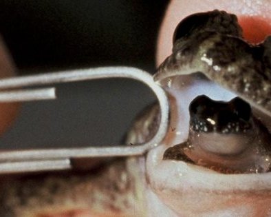 7 животных, которые используют части тела не по назначению